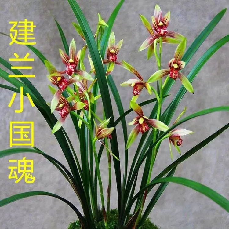 兰花经典色兰草小国魂建兰兰兰花盆栽精品兰花苗绿植盆栽四季