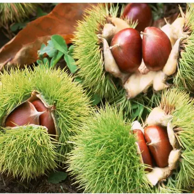 湖北通城程凤板栗2025新鲜生栗子锥栗壳当季油栗高山当季栗仁5斤