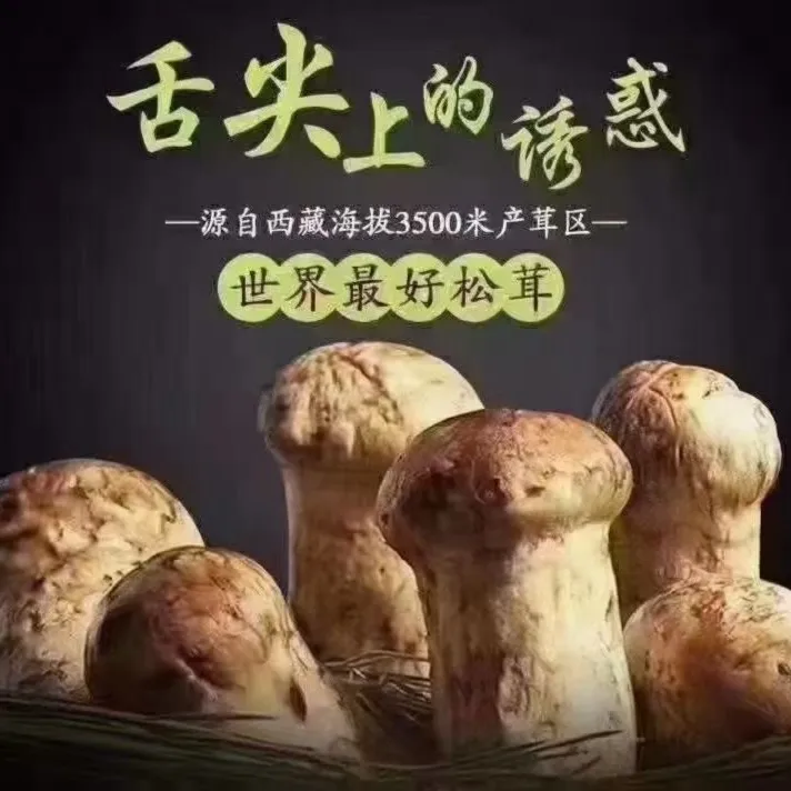包邮西藏林芝本地特产野生新鲜松茸顺丰发货500g食用煲汤松茸新鲜