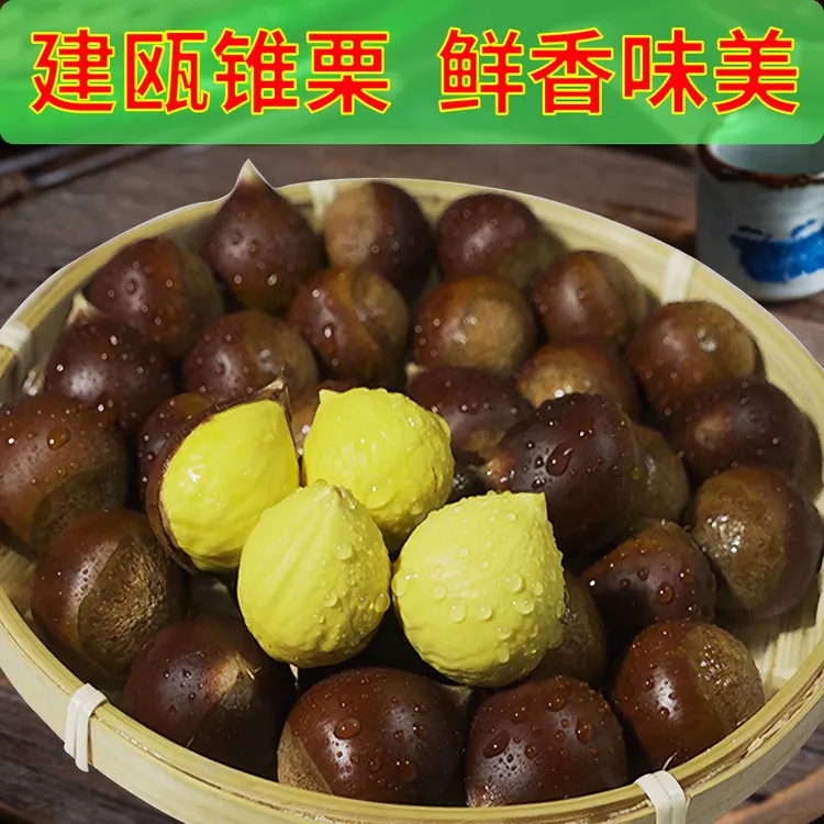 建瓯新鲜高山锥栗油栗圆板栗毛栗子香甜营养1 斤3斤5斤10斤装 