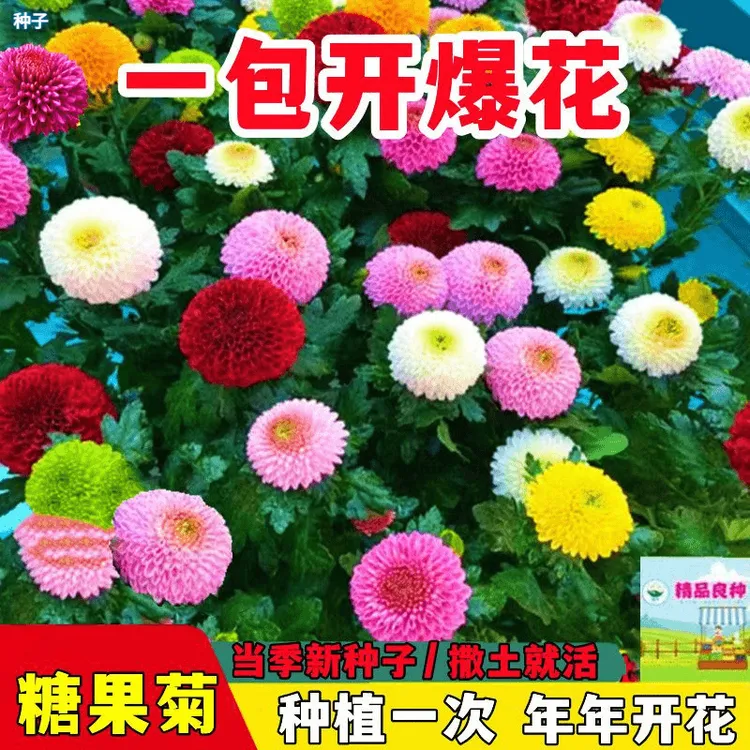 糖果菊花种子一年四季开花乒乓菊花种子易爆盆易活乒四季菜籽