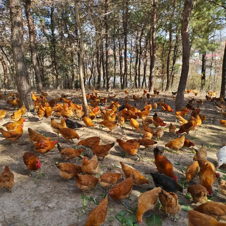 林下生态散养土鸡