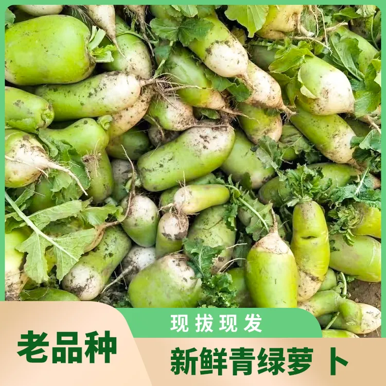 新鲜青萝卜新鲜萝卜罐萝卜青皮萝卜不是水果萝卜现拔现发5/9斤