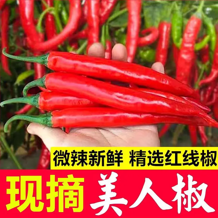 新鲜美人椒现摘红辣椒微辣辣椒剁椒酱泡辣椒红尖椒非二荆条3/5斤
