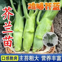芥兰苗芥蓝种苗幼苗四季露天盆栽鸡腿芥兰舔脆芥蓝蔬菜苗耐寒耐热