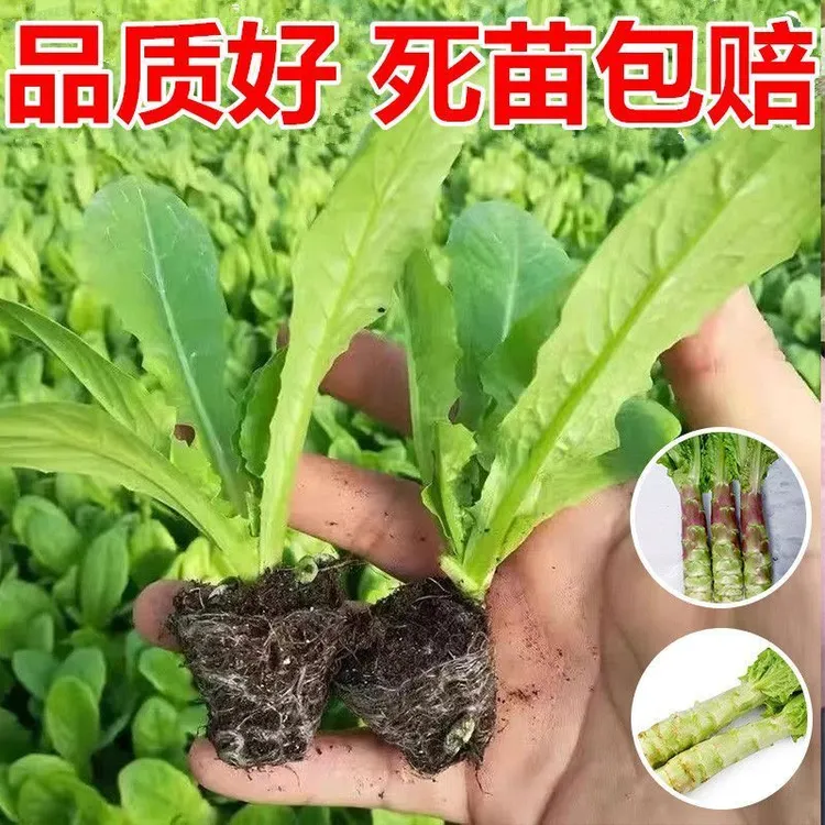 莴笋苗尖叶青皮莴苣苗挂丝红皮莴笋苗菜秧苗耐寒蔬菜苗子阳台幼苗