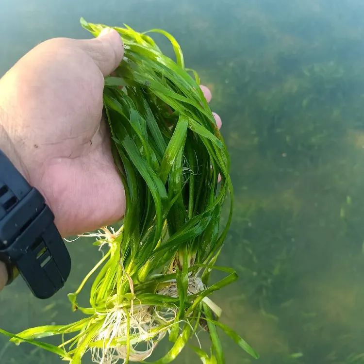 水草水草植物四季常青矮生苦草鱼缸造景鱼虾蟹养殖河道净水工程