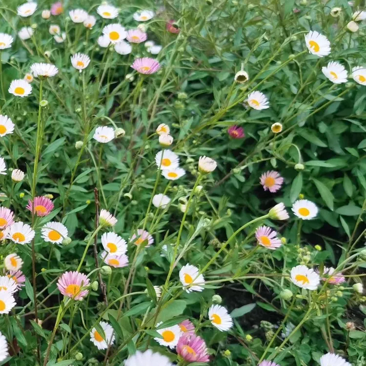 墨西哥飞蓬草双色小菊盆栽四季开花耐寒耐热多年生阳台匍匐垂吊