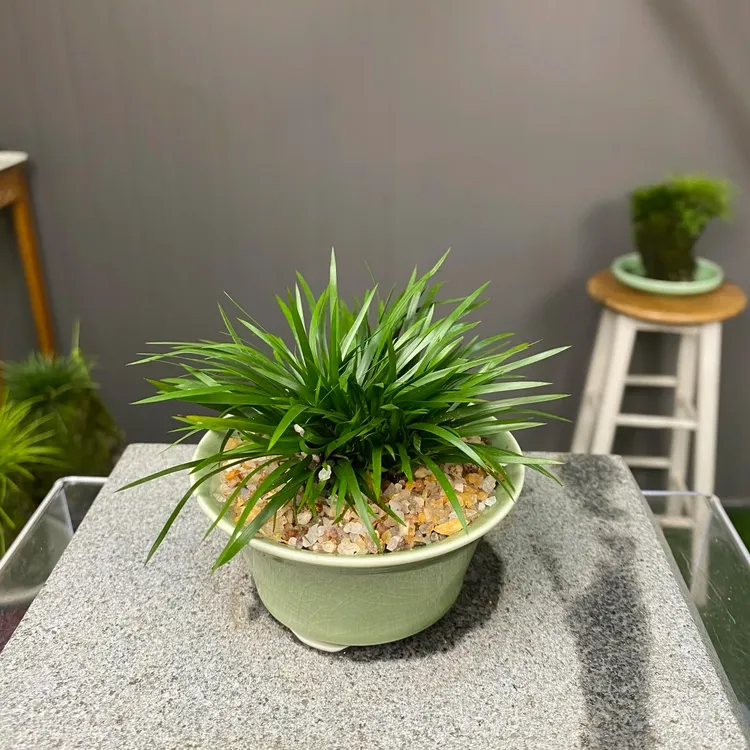 【金钱菖蒲】名贵高档室内盆栽趣味茶桌绿色绿植办公桌好养活美观