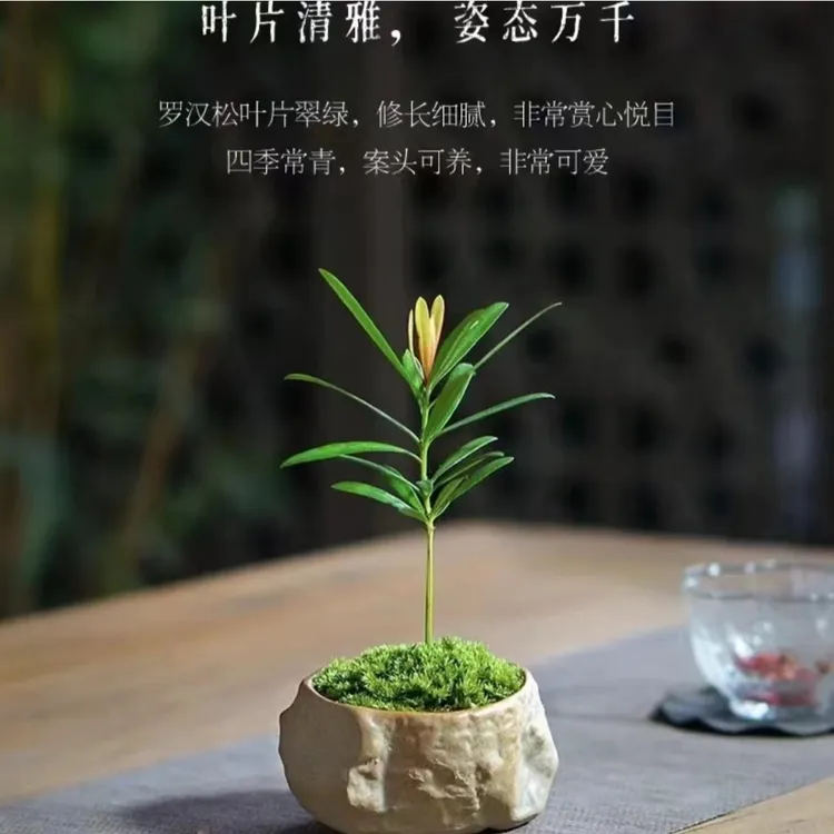 罗汉松迷你桌面小盆栽雅致茶桌书桌盆景好养绿植室内