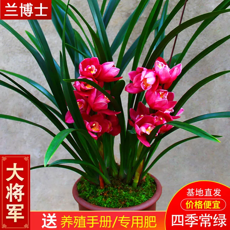 兰花苗浓香型【大将军】建兰室内盆栽四季兰花卉阳绿植兰草