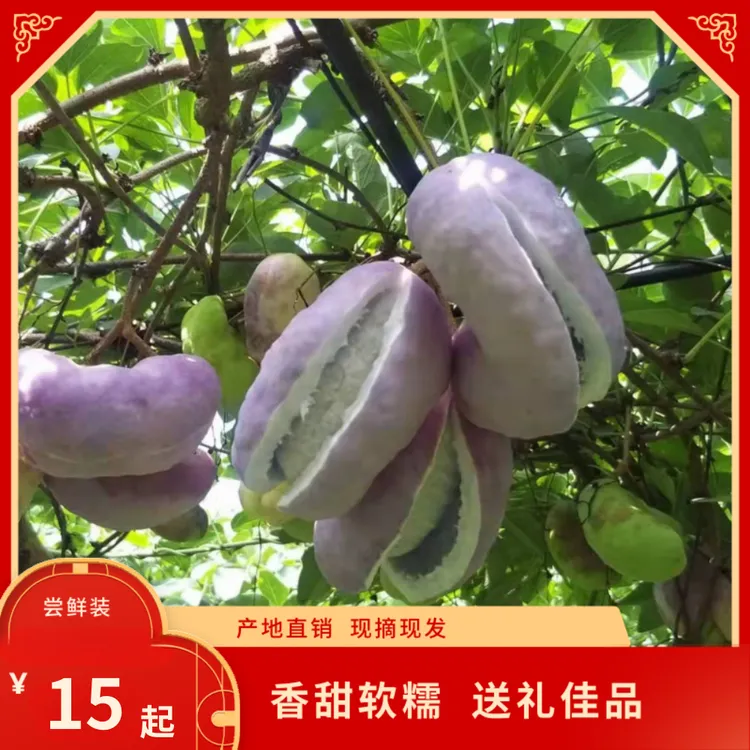 八月瓜新鲜水果野香蕉甜香瓜现摘牛腰子果八月炸香甜软糯产地发货