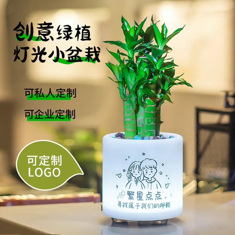 植物文昌招财节节高富贵竹创意盆栽精选生日情人节伴手礼灯光盆栽