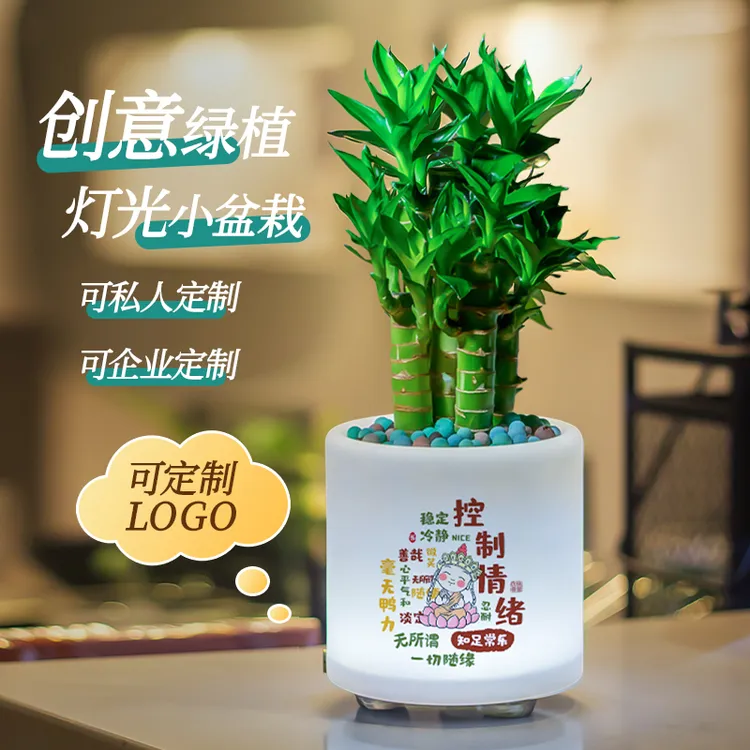 莫生气桌面绿植盆栽小夜灯文昌富贵竹办公室工位装饰可定制解压