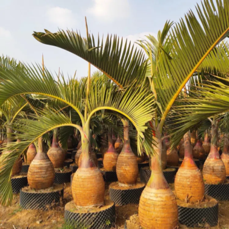 高档绿植酒瓶椰子树苗棕榈植物室内室外可养盆栽地栽南北方好养活