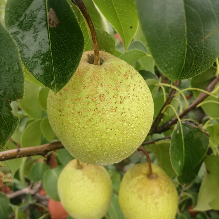 百年古树赵州雪梨赵县雪花梨煲汤熬梨水5/8/9斤河北雪梨雪花梨