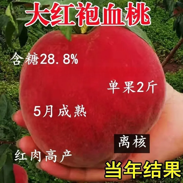 特大红袍血桃树苗嫁接早熟新品种超甜南北方种植盆栽地栽当年结果