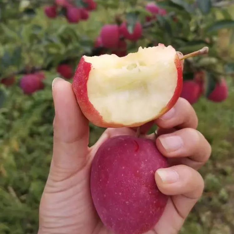 嫁接鸡心果东北小苹果苗锦绣海棠苹果树苗南北方种植果树盆栽地栽