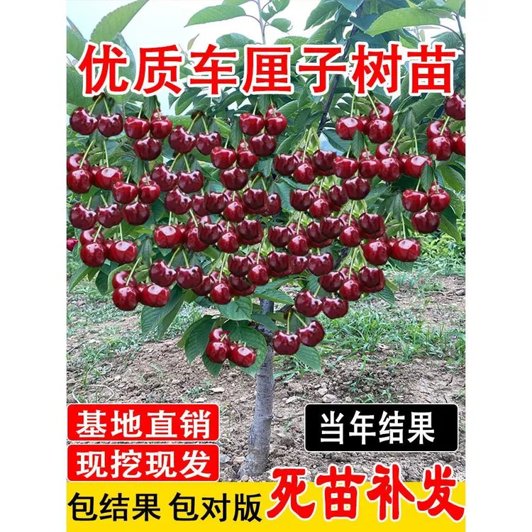 正宗车厘子树苗特大樱桃树苖南方北方四季种植地栽别墅庭院果树苗