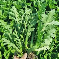 小叶茼蒿苗秋冬季节蔬菜苗皇帝菜火锅菜四季种植南北方阳台庭院
