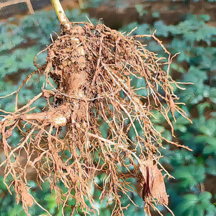 正宗云南文山新鲜三七田七现挖现发泡酒煲汤500g包邮文山产地直发