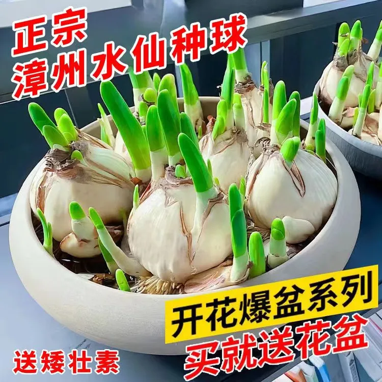 正宗漳州水仙花浓香型年宵盆栽耐寒室内水培种球花卉好养活