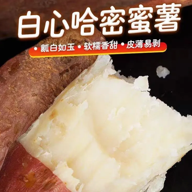 【阳曲老二】正宗冰糖心哈密白薯农家自种地瓜牛奶心蜜薯新鲜现挖白心红薯