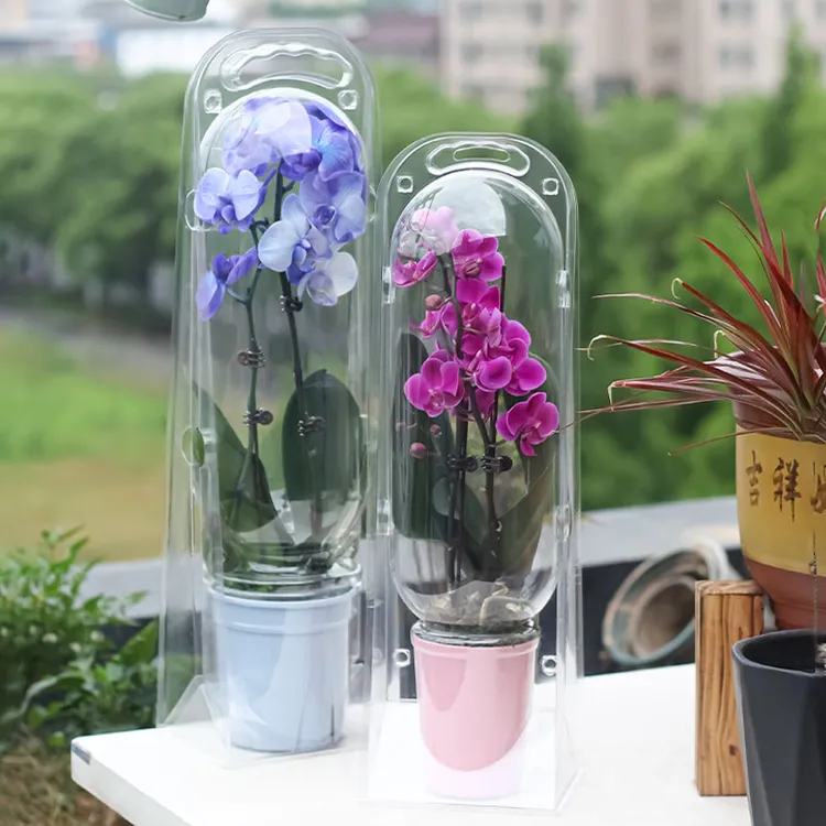教师节高级感手提精美花束大号透明礼物盒蝴蝶兰运输包装盒花卉盒