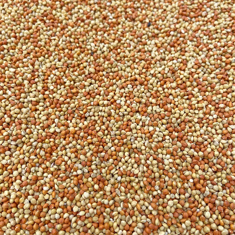 红谷子黄谷子带壳小米粟谷文鸟玄凤皮皮牡丹鹦鹉鸟粮鸟食饲料