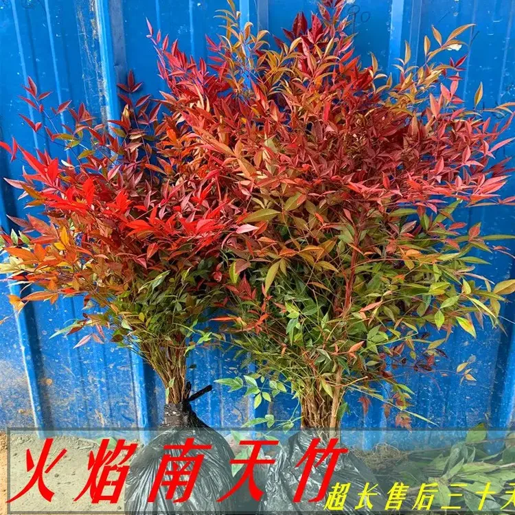 火焰南天竹盆栽室内阳台好养易活树苗客厅庭院老桩可水培观叶植物