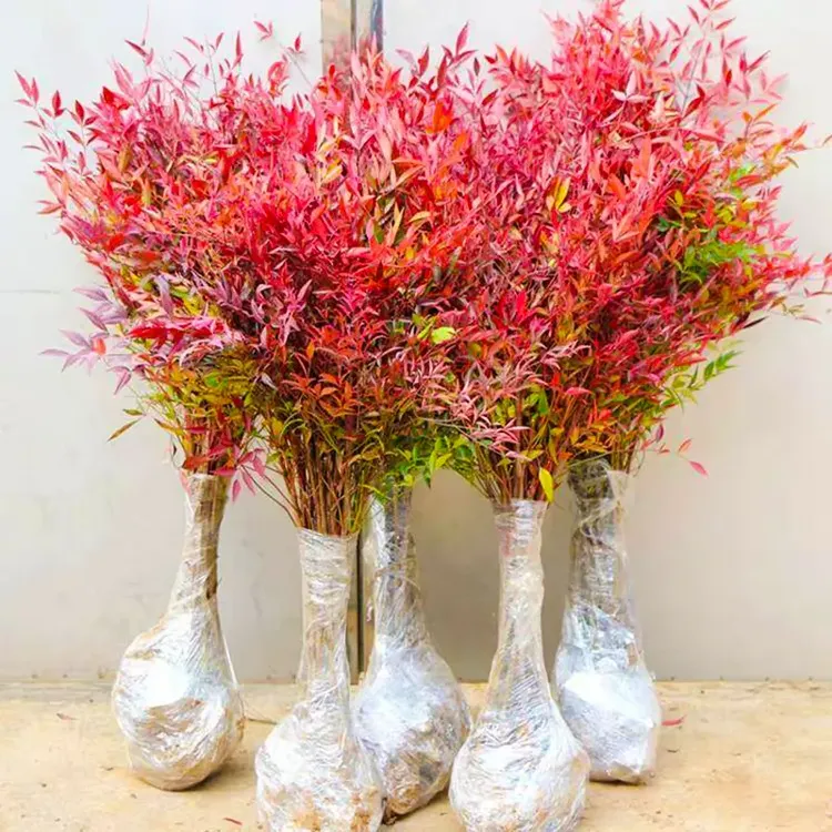 南天竹盆栽树苗火焰室内老桩盆景庭院观叶花卉绿植网红客厅摆件