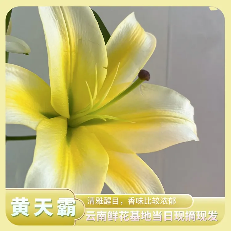 【黄天霸】 云南直发 香水百合 【0度以下加拍保温棉 冻坏不售后】