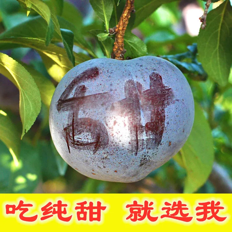 新鲜采摘正宗陕西黑布林黑琥珀李子脆甜多汁产地发时令水果3/5斤