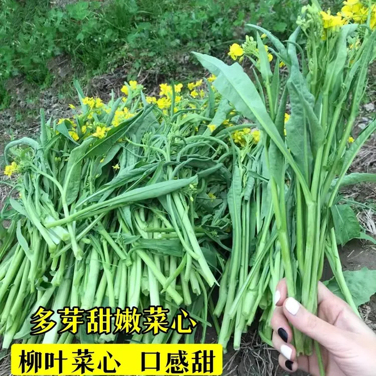 【柳叶菜心种子】多芽多笋尖叶菜心卷叶菜苔高产抗病春秋冬蔬菜种子