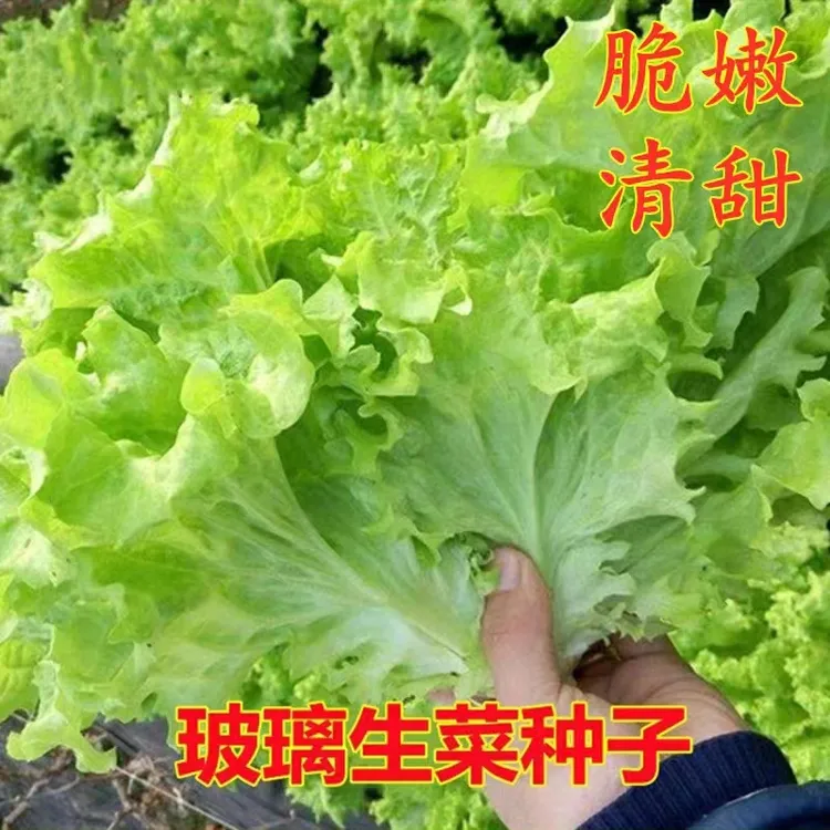 【玻璃生菜种子】四季耐寒玻璃生菜种籽脆嫩生吃生菜阳台盆栽春秋播