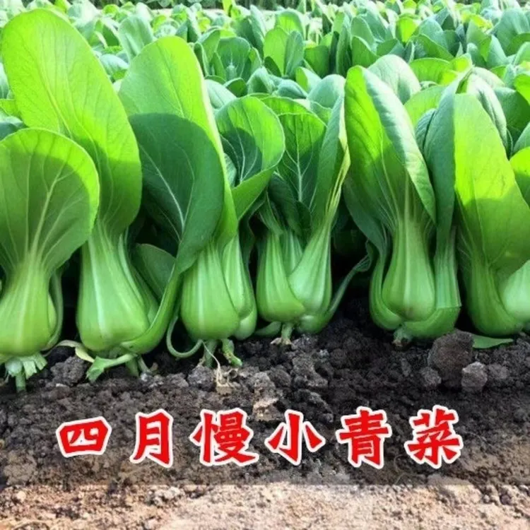四月慢小白菜种子四季种植矮脚青菜克越冬高产易种阳台盆栽青菜种