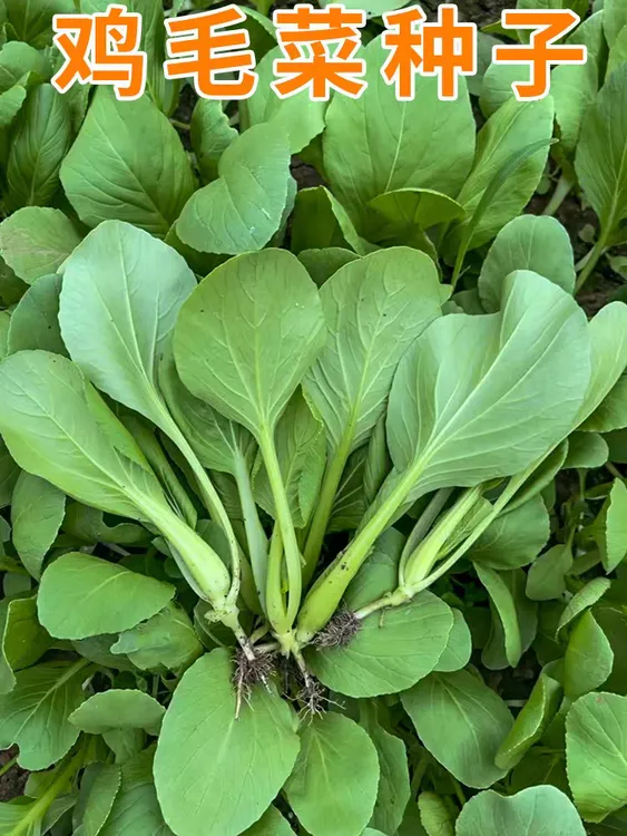 四季播速生鸡毛菜种子春秋种耐热耐寒小白菜种子阳台盆栽油青蔬菜