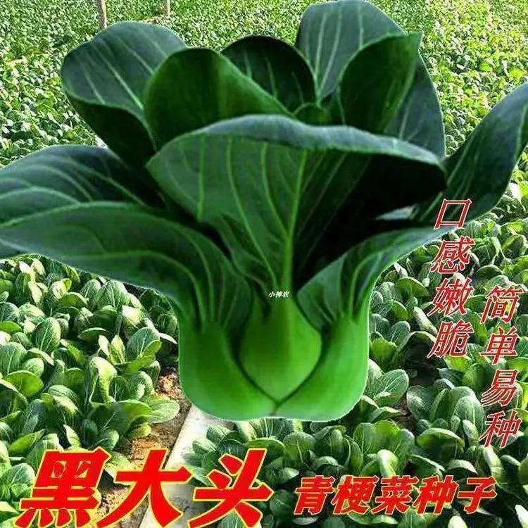  【不发芽包赔】四季种籽油菜小青菜黑大头苏州青矮脚青梗菜种子