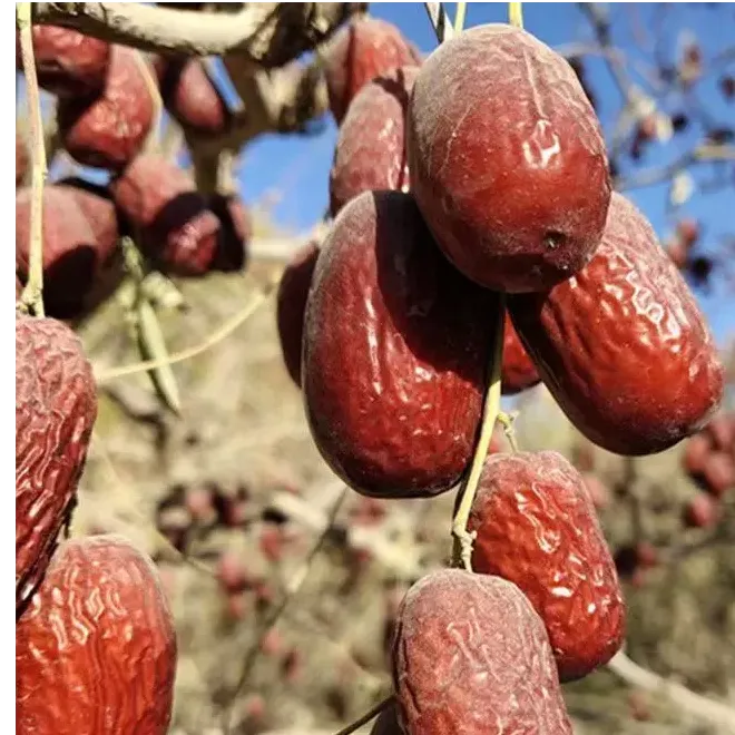 (新货未水洗)超特新疆直发2025年灰枣煲汤干果新疆红枣小零食