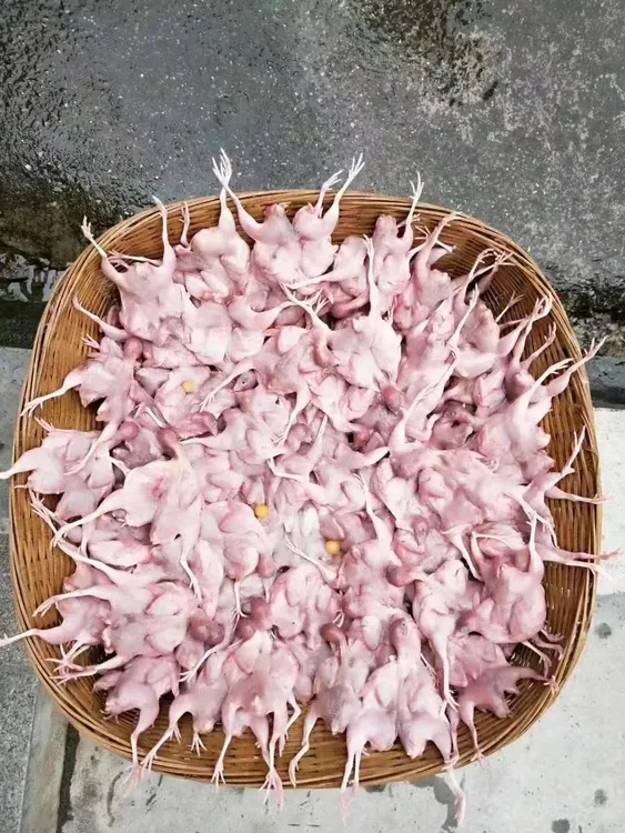 芦丁鸡 农产品 低温制品-生鸡肉 包冰率不含冰