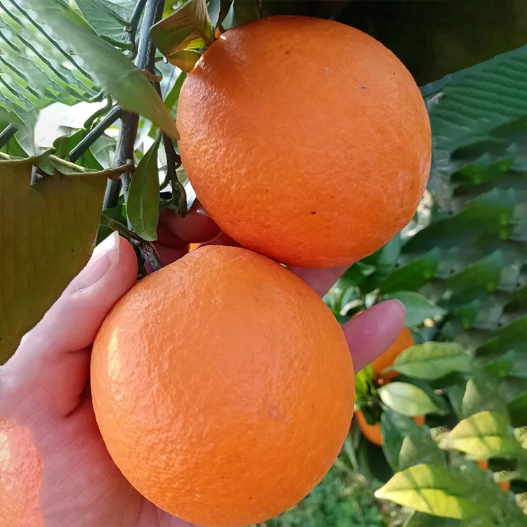四川脐橙/西风脐橙口感好（带箱10斤）