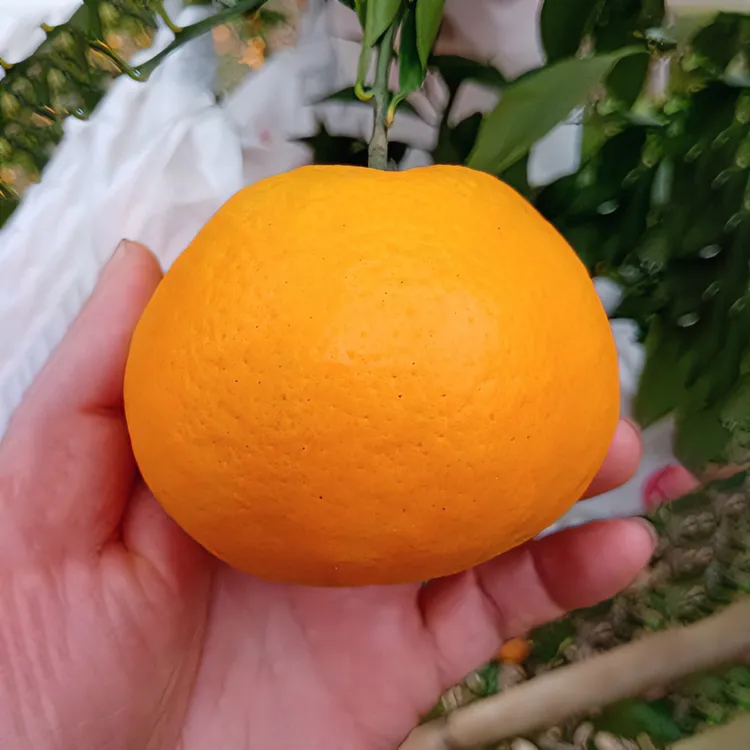 四川耙耙柑/春见优果正宗易化渣甘甜粑粑柑（10斤带箱）