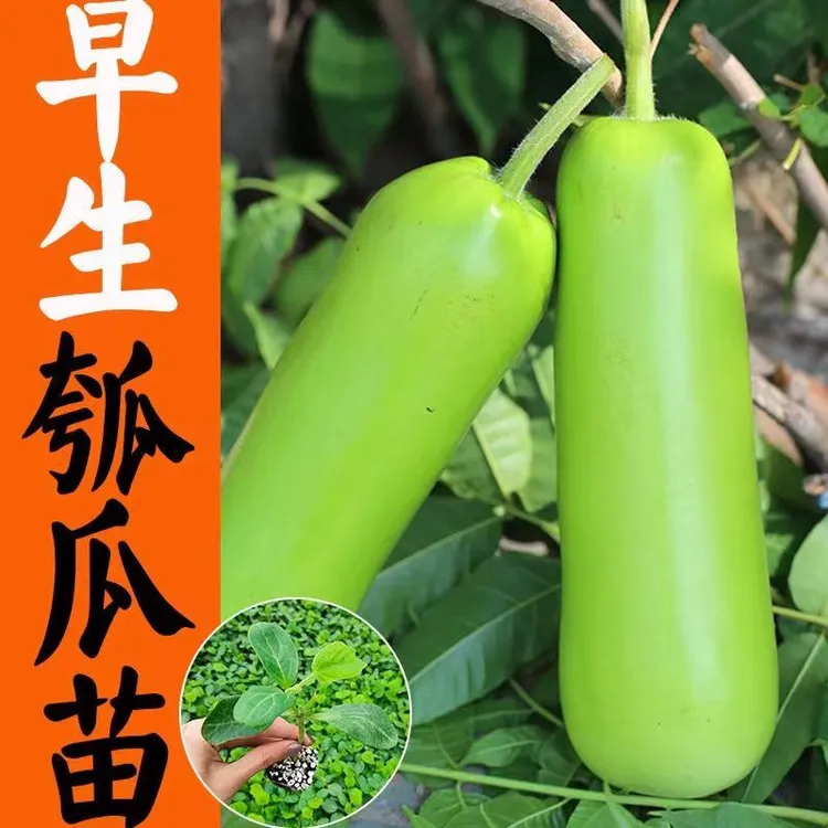 菜瓠子苗长瓠子苗嫩肉瓠瓜秧苗菜胡芦瓜苗西葫芦种苗种籽阳台四季