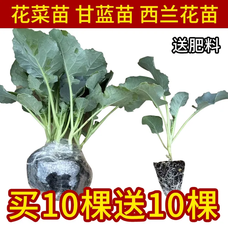 花苗秧苗西兰花有机花菜苗卷心包菜苗红菜苔松花菜苗耐寒抗冻叶菜