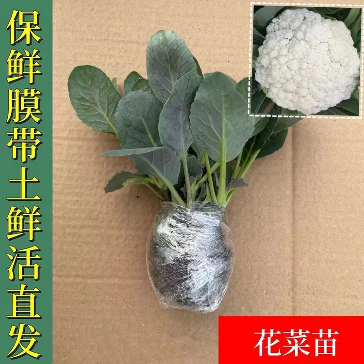 有机花菜苗花菜苗抗寒易成活菜花批发青梗松花菜椰菜花苗