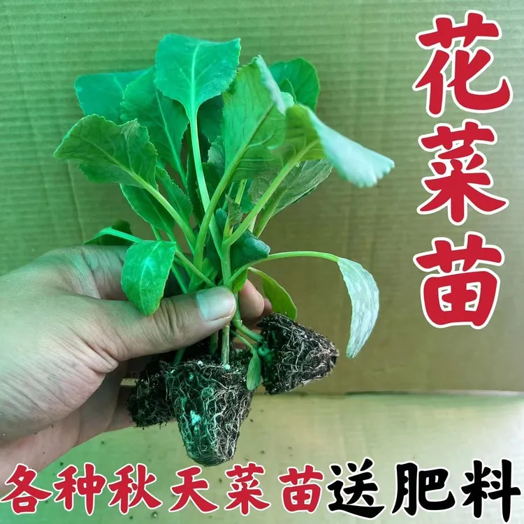 有机花菜苗花菜苗抗寒易成活菜花批发青梗松花菜椰菜花苗