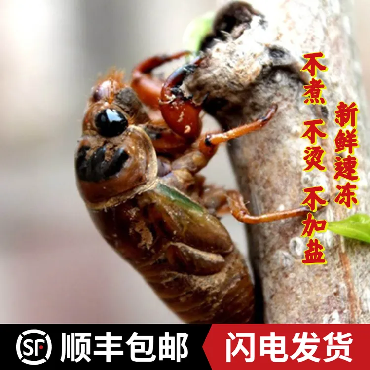 【 顺丰包邮】  2025年新鲜速冻爬叉 知了龟 金蝉  50只100只 知了 