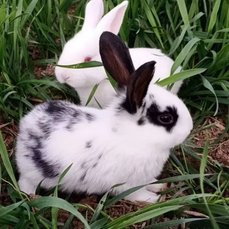 兔子活物宠物月月兔家养肉兔苗活体小白兔花巨兔新西兰繁殖比利时