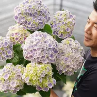种花王大爷 大花绣球阳台种植绣球花园庭院耐寒植物四季趣味美观