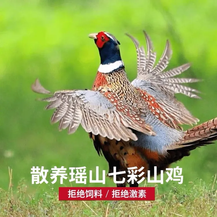 2024核桃山放养七彩山鸡（半大装）顺丰包邮新鲜散养生态鲜活